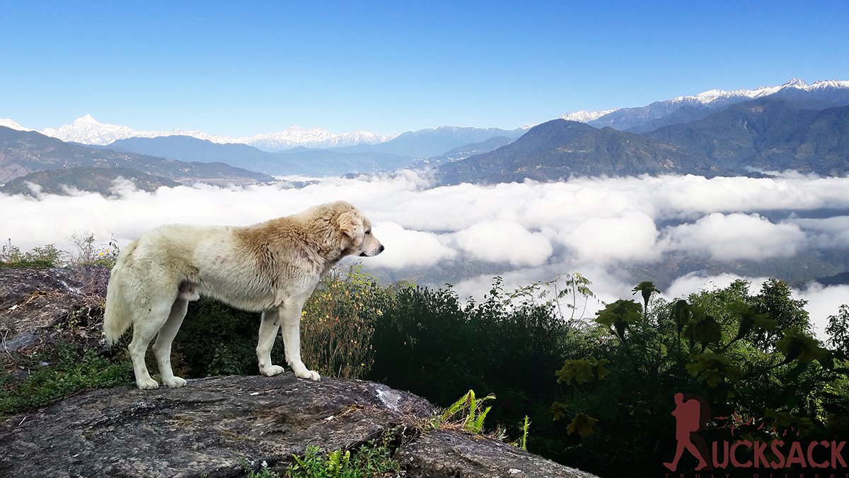 Kashone : rucksack.co.in