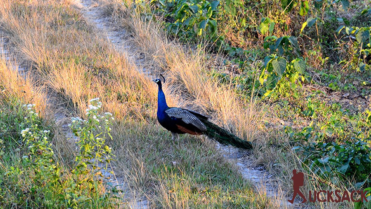 Kalikhola : rucksack.co.in
