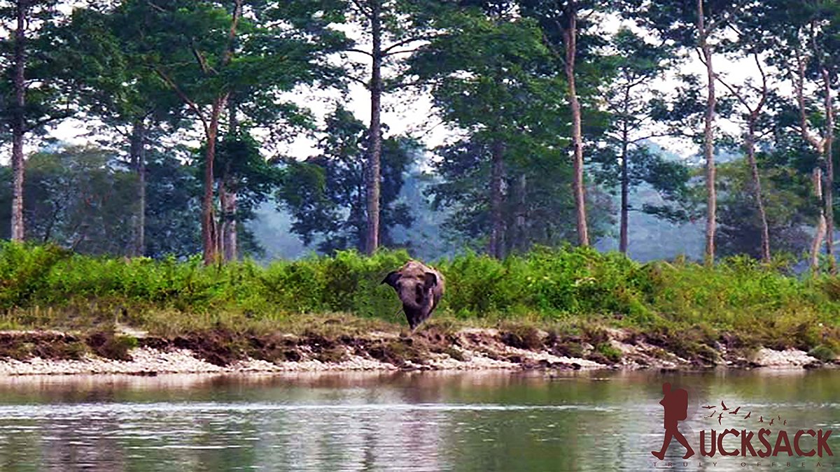 Chilapata : rucksack.co.in