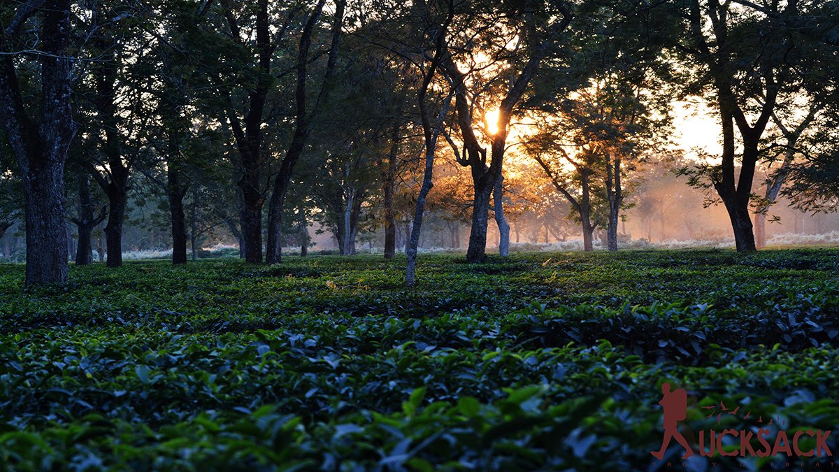 Chilapata : rucksack.co.in