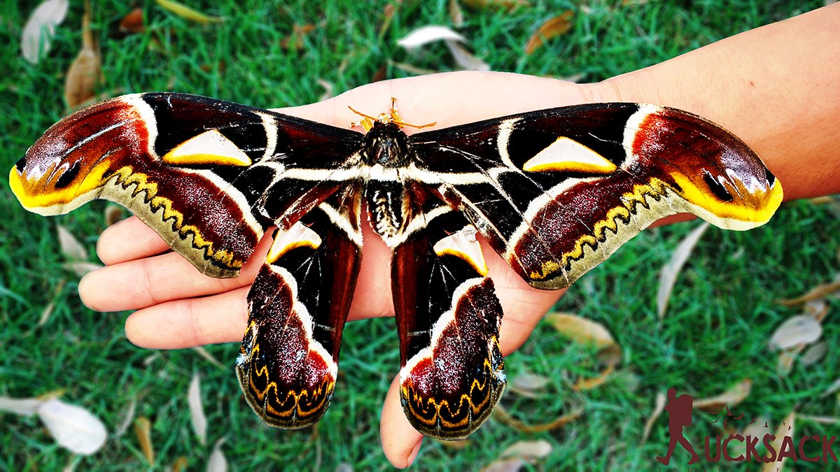 Fatimagaon : rucksack.co.in